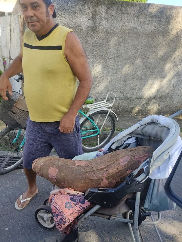 Homem colheu mandioca de 25 kg no quintal de casa no ES e precisa usar carrinho de bebê para carregar o tubérculo