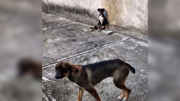 Cadelinhas Pitty e Pipoca foram mortas a tiros por PM em Tabuazeiro