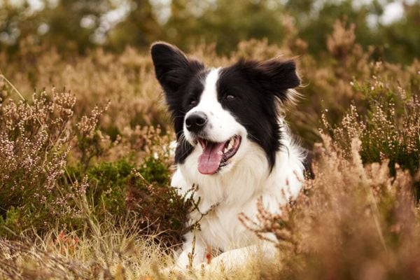 Veja por que o border collie é um bom cachorro de estimação 