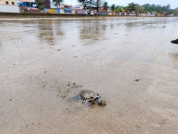 Tartarugas são encontradas mortas em praia de Anchieta por Jonas Pereira Bugue 