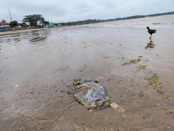 Tartarugas são encontradas mortas em praia de Anchieta por Jonas Pereira Bugue 