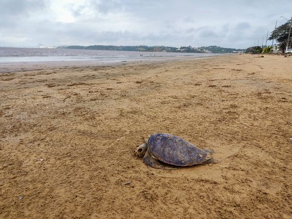 Tartarugas são encontradas mortas em praia de Anchieta por Jonas Pereira Bugue 