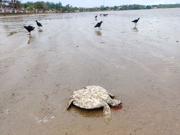 Tartarugas são encontradas mortas em praia de Anchieta