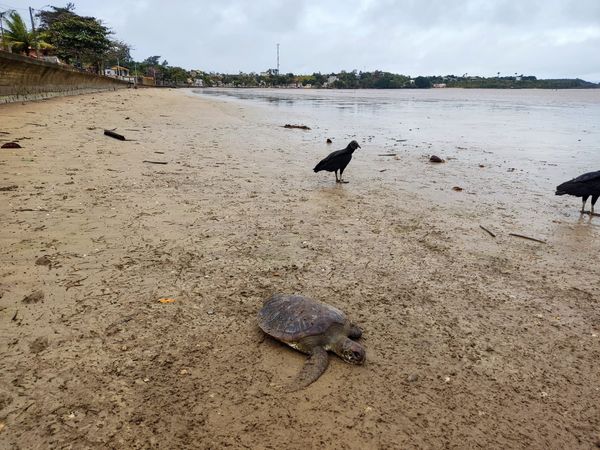 Tartarugas são encontradas mortas em praia de Anchieta por Jonas Pereira Bugue 