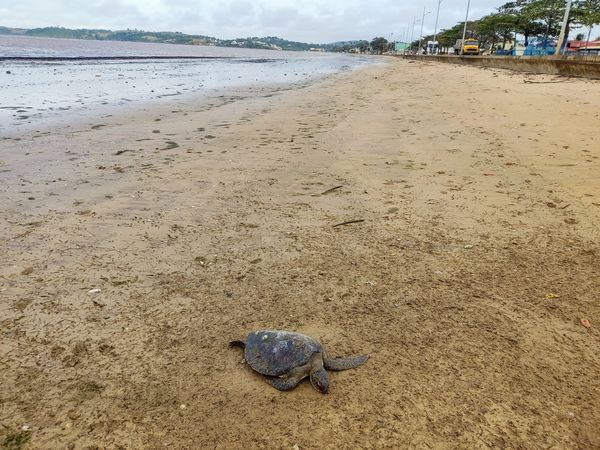 Tartarugas são encontradas mortas em praia de Anchieta por Jonas Pereira Bugue 