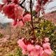 Cerejeiras florescem mais cedo encantam turistas em Alfredo Chaves