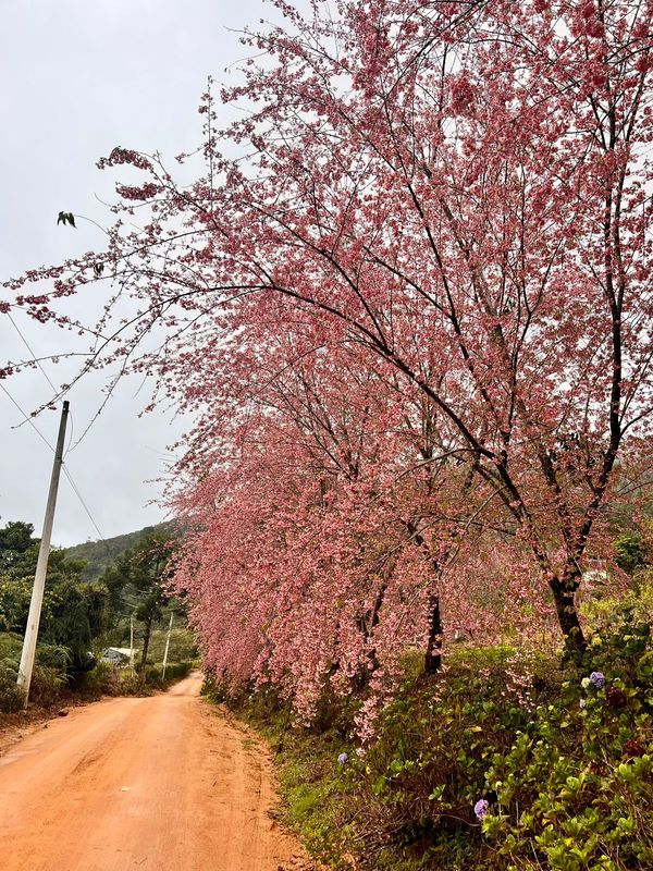 Cerejeiras florescem mais cedo encantam turistas em Alfredo Chaves por Gerusa Almeida Santana