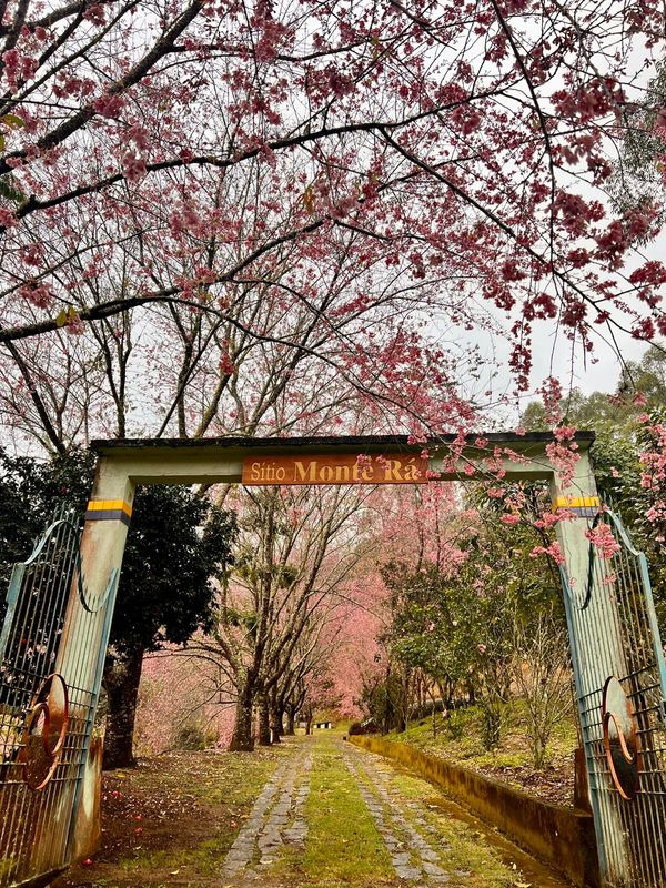 Cerejeiras florescem mais cedo encantam turistas em Alfredo Chaves por Gerusa Almeida Santana