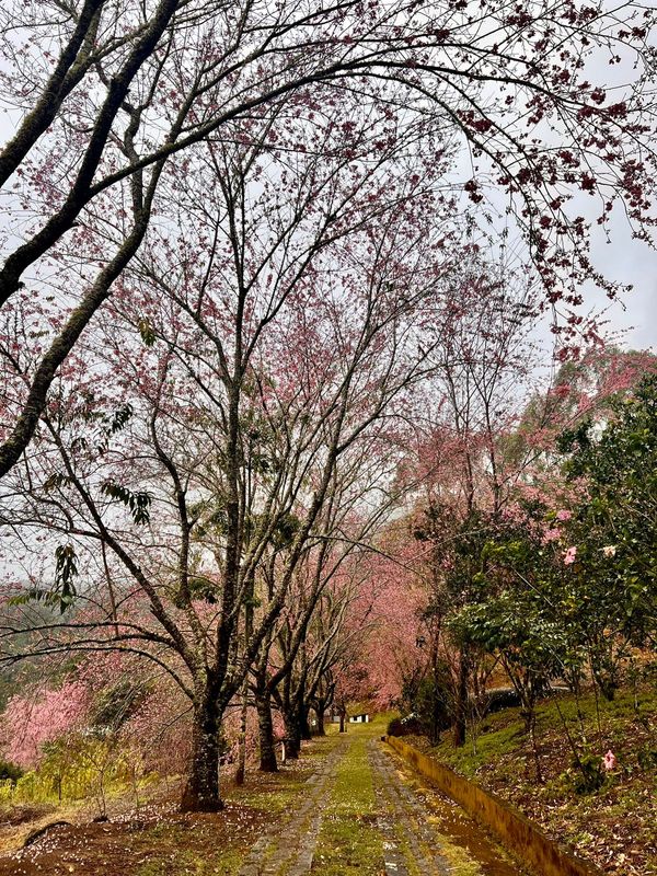 Cerejeiras florescem mais cedo encantam turistas em Alfredo Chaves por Gerusa Almeida Santana