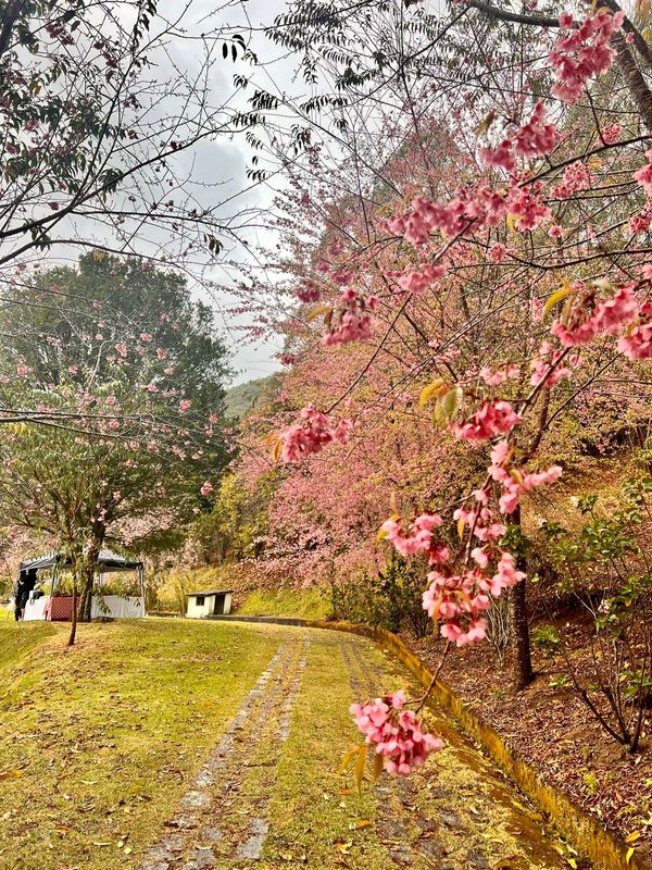 Cerejeiras florescem mais cedo encantam turistas em Alfredo Chaves por Gerusa Almeida Santana