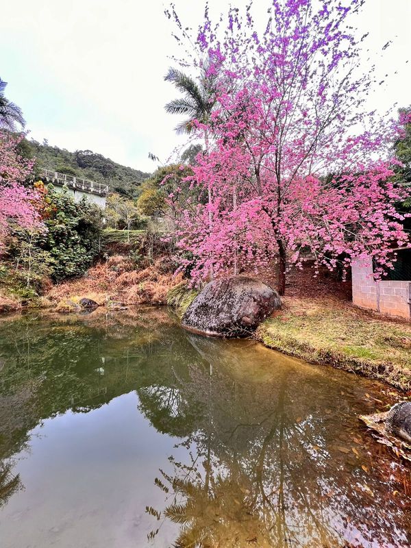 Cerejeiras florescem mais cedo encantam turistas em Alfredo Chaves por Gerusa Almeida Santana