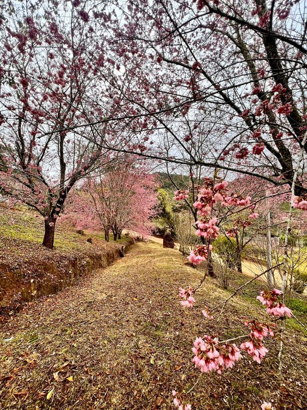 Cerejeiras florescem mais cedo encantam turistas em Alfredo Chaves por Gerusa Almeida Santana