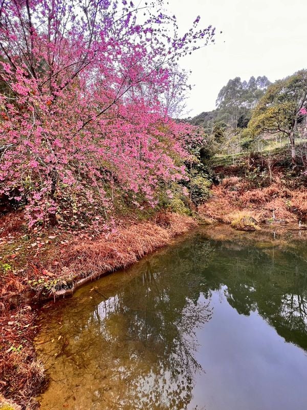 Cerejeiras florescem mais cedo encantam turistas em Alfredo Chaves