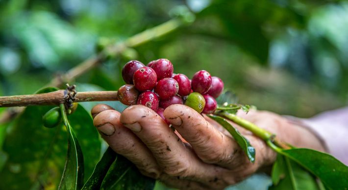 Para 2024, com o consumo de café em alta no mundo, a Pronova, via Amazon, tem a expectativa de vender meio milhão de pacotes de café genuinamente capixaba