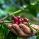 Imagem - Demanda da Amazon cresce e Nater Coop vai ampliar fábrica de café em Venda Nova