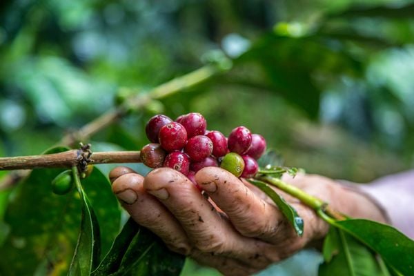 A Gazeta  Café capixaba é vendido para gigante do setor agrícola