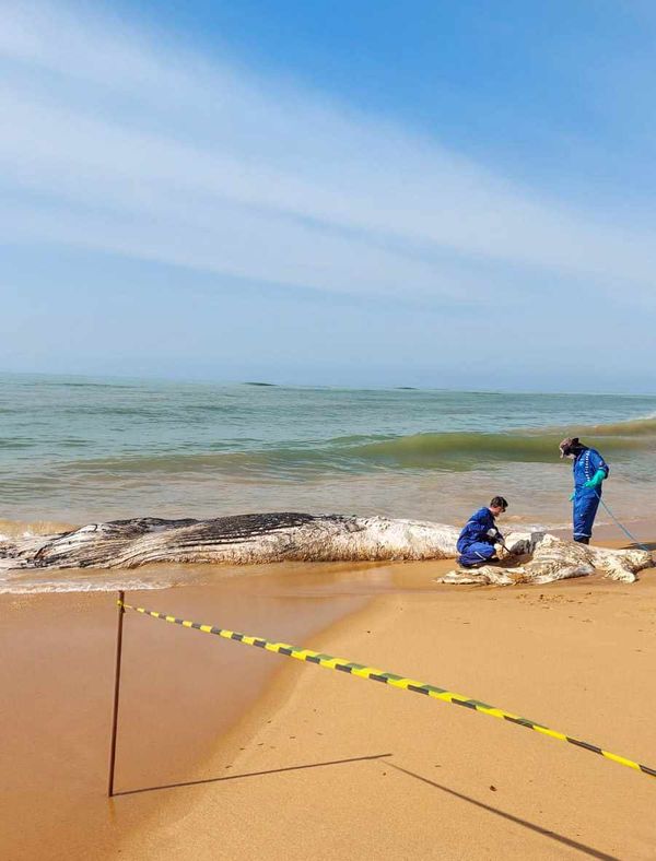 Baleia jubarte é encontrada morta em praia de Anchieta por Jonas Pereira 