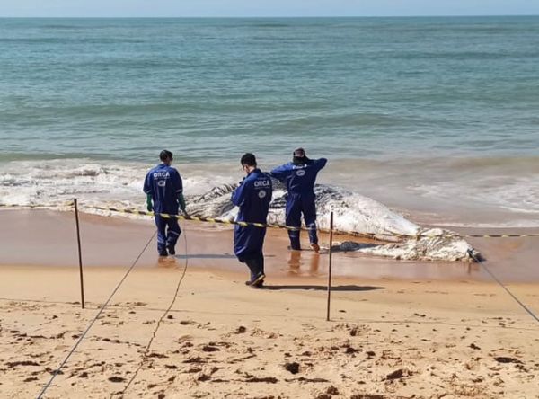 Baleia jubarte é encontrada morta em praia de Anchieta