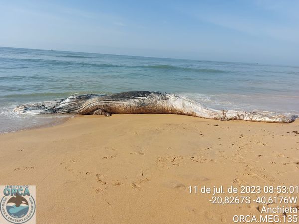 Baleia jubarte é encontrada morta em praia de Anchieta por Instututo Orca 
