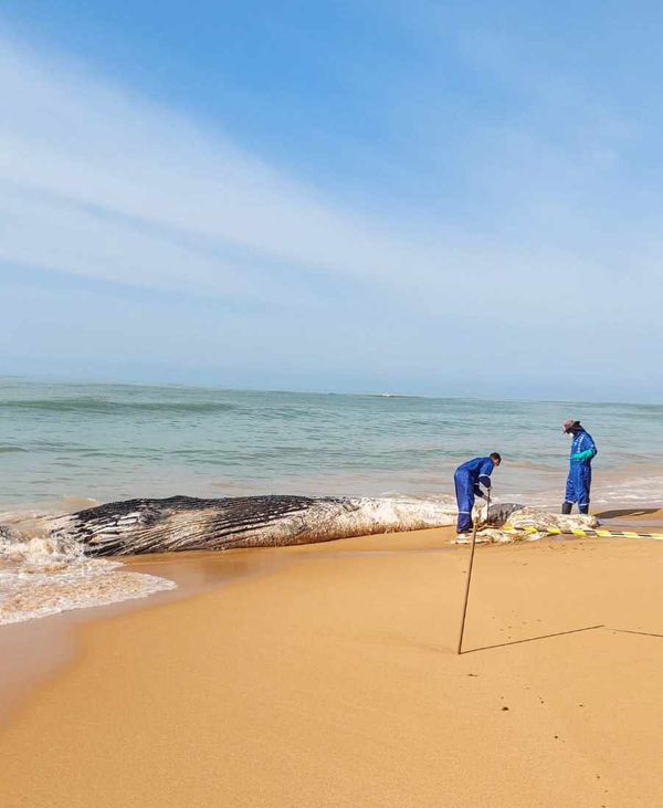 Baleia jubarte é encontrada morta em praia de Anchieta por Jonas Pereira 