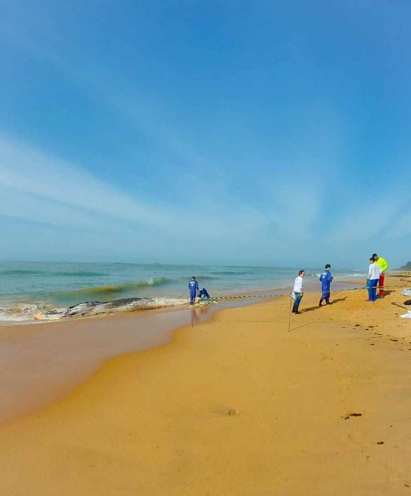 Baleia jubarte é encontrada morta em praia de Anchieta por Jonas Pereira 