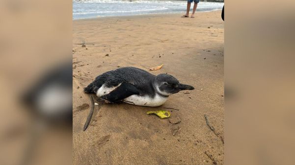 Pinguim é resgatado em praia de Anchieta