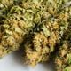 Imagem - Anvisa proíbe a importação de flores de maconha para fins medicinais