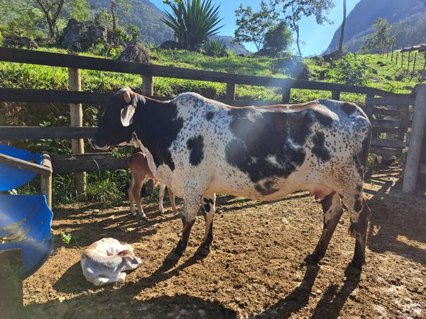 Princesa e os filhotes dias após nascimento dos bezerros