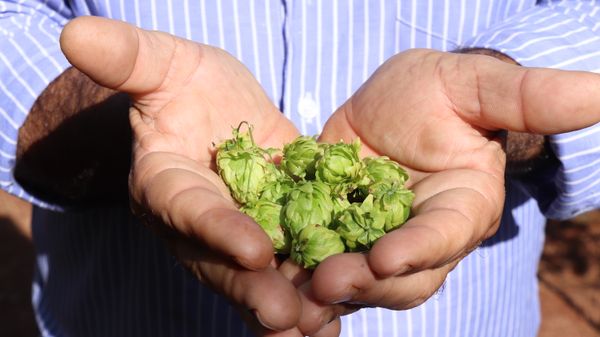 Um exemplo é a implantação do primeiro polo cervejeiro público do país, que deve movimentar também o turismo de experiência no município. por Victor Almeida