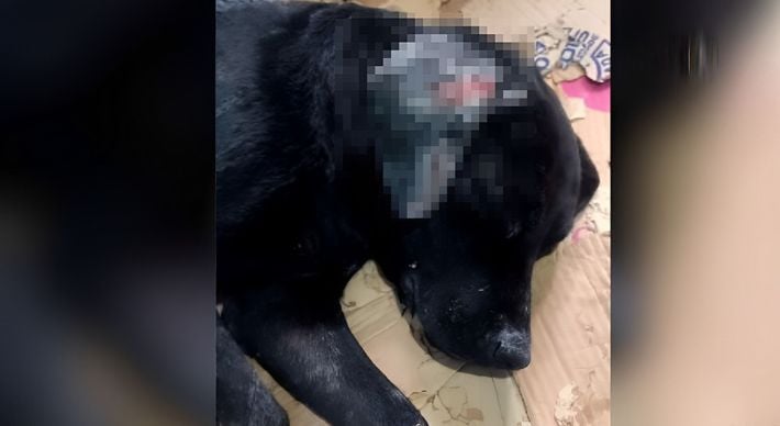 Crime foi na tarde dessa quinta-feira (20), no interior do município do Caparaó capixaba; o cão, um labrador, foi socorrido às pressas com muitas queimaduras para uma clínica veterinária