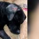 Imagem - Morre cachorro que teve corpo queimado por homem em Brejetuba