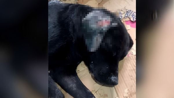 Crime foi na tarde dessa quinta-feira (20), no interior do município do Caparaó capixaba; o cão, um labrador, foi socorrido às pressas com muitas queimaduras para uma clínica veterinária