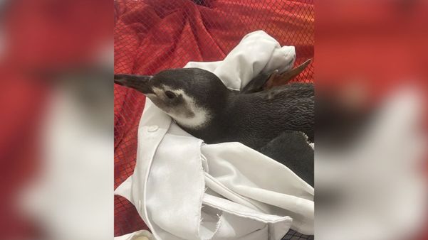 Pinguim está em recuperação no Ipram 