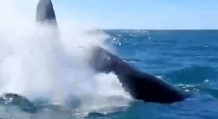 A baleia, de cerca de 16 metros e 40 toneladas, foi avistada por turistas que faziam um passeio de observação turística em Vitória