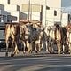 Imagem - Boiada solta: 55 bois e vacas invadem as ruas em bairro de Linhares
