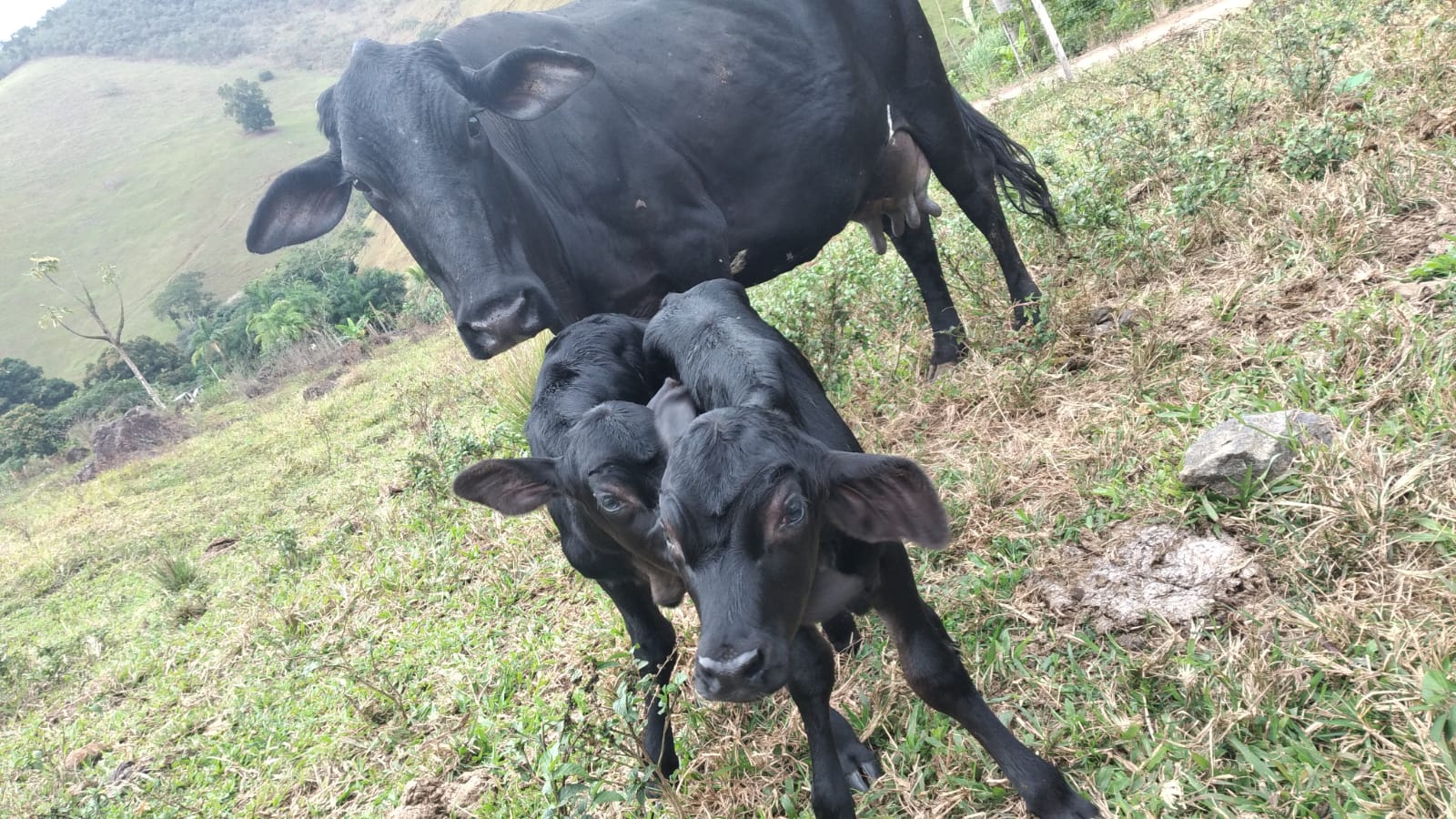 Animais nasceram na quarta-feira (26), em uma propriedade rural de Rio Novo do Sul; bezerras gêmeas são fruto de uma reprodução natural, o que é raro, segundo zootecnista