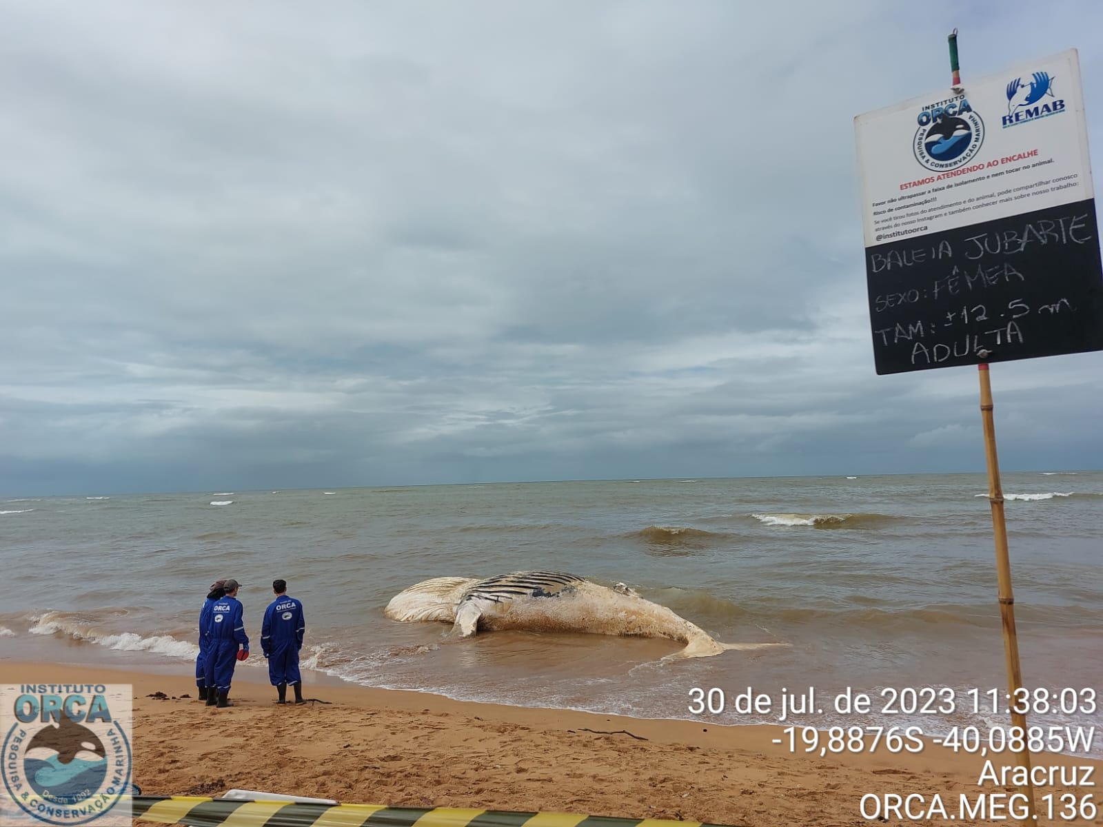 Corpo do animal, uma fêmea, adulta, com aproximadamente 12,50 metros, foi encontrado encalhado na Praia dos Quinze, na Barra do Sahy
