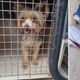 Imagem - Cachorro é abandonado por 10 dias e resgatado em Jardim Camburi