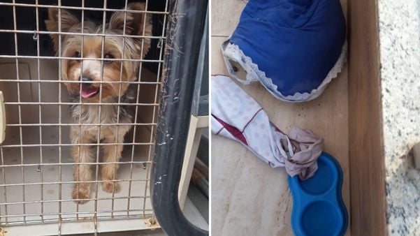 Animal estava em um local com fezes, urina e sujeira acumuladas