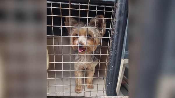 Cão é resgatado após ficar 10 dias preso dentro de varanda em Jardim Camburi