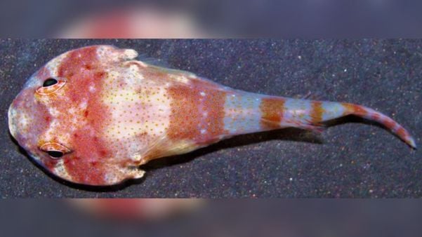 Peixe-ventosa foi descoberto na Ilha de Trindade e só pode ser encontrado por lá