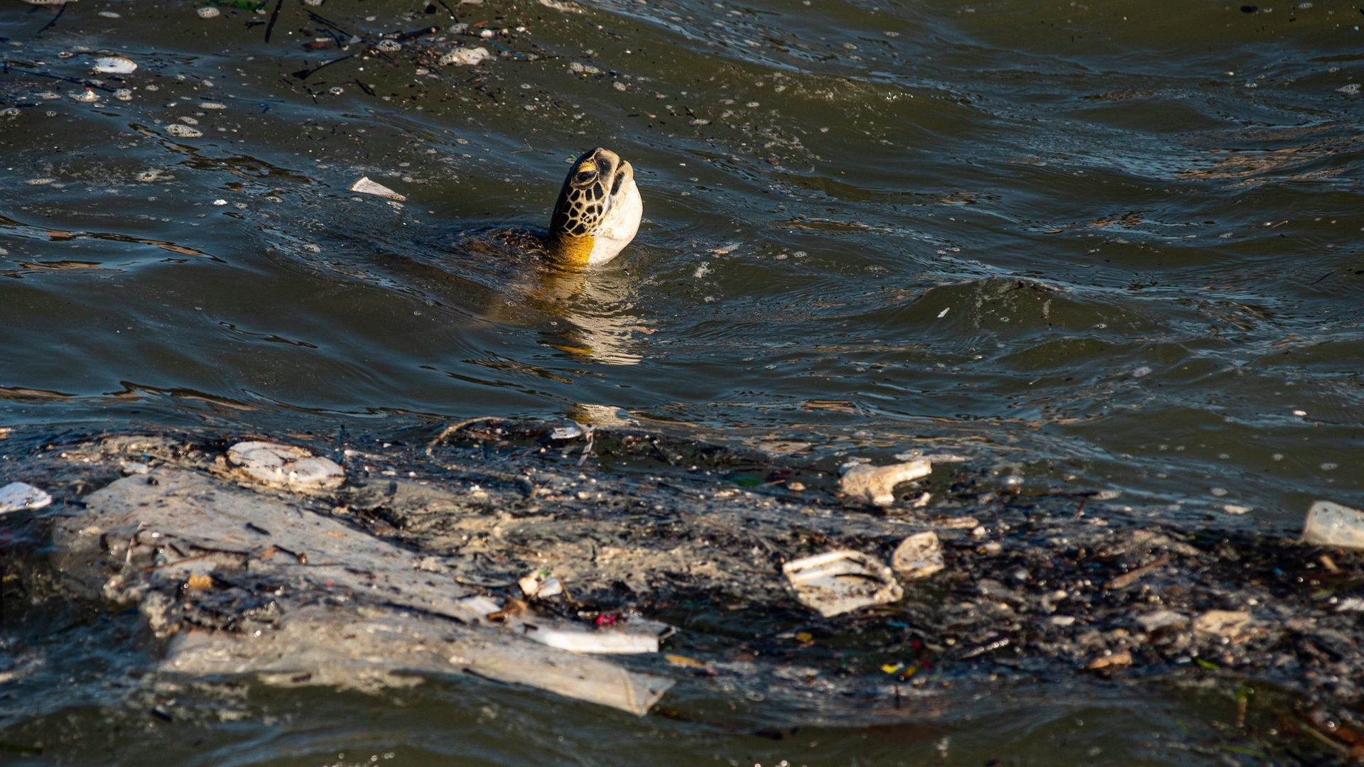 Tartaruga entre lixo boiando na baía de Vitória, próximo à Enseada do Suá