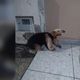 Imagem - Morador resgata tamanduá-mirim na calçada de casa em Linhares