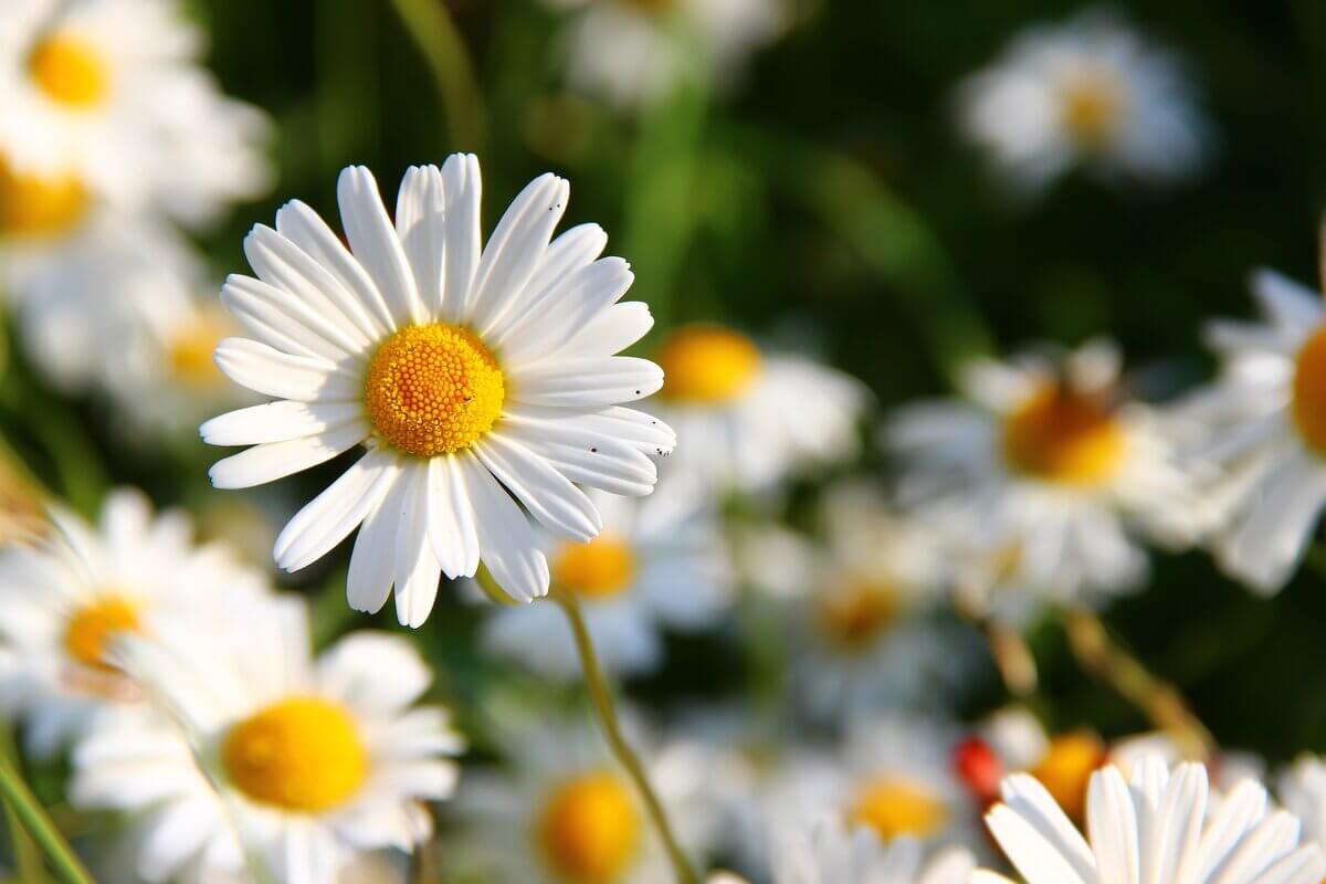 Imagem - Conheça os 4 melhores tipos de flores para usar na decoração de sua casa