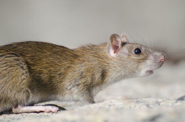 Direitos dos Animais - Foi assim que eu morri'' 😢💔 Comi um rato  envenenado Uma mulher encontrou-me. Tenho estado tão doente. Trouxe-me  para dentro para me manter quente. Abri os meus olhos