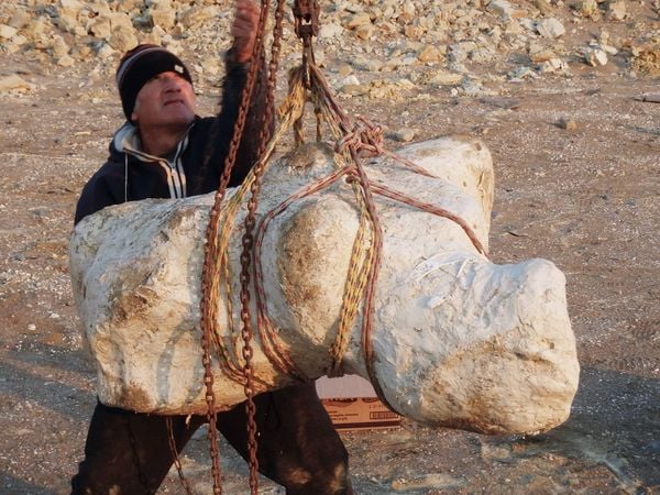 Fóssil encontrado no Peru pode ter sido de animal mais pesado já registrado na Terra