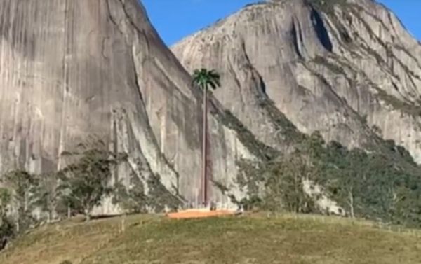 Prefeitura manda Vivo tirar antena camuflada de coqueiro em Pedra Azul