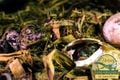 Projeto fomenta conservação do jacaré-do-papo-amarelo no ES(Leonardo Merçon)