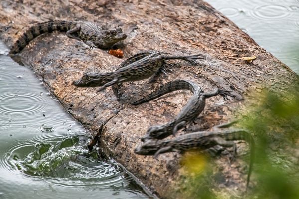 Projeto fomenta conservação do jacaré-do-papo-amarelo no ES por Leonardo Merçon