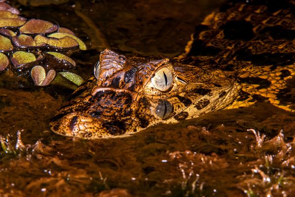 Projeto fomenta conservação do jacaré-do-papo-amarelo no ES por Leonardo Merçon